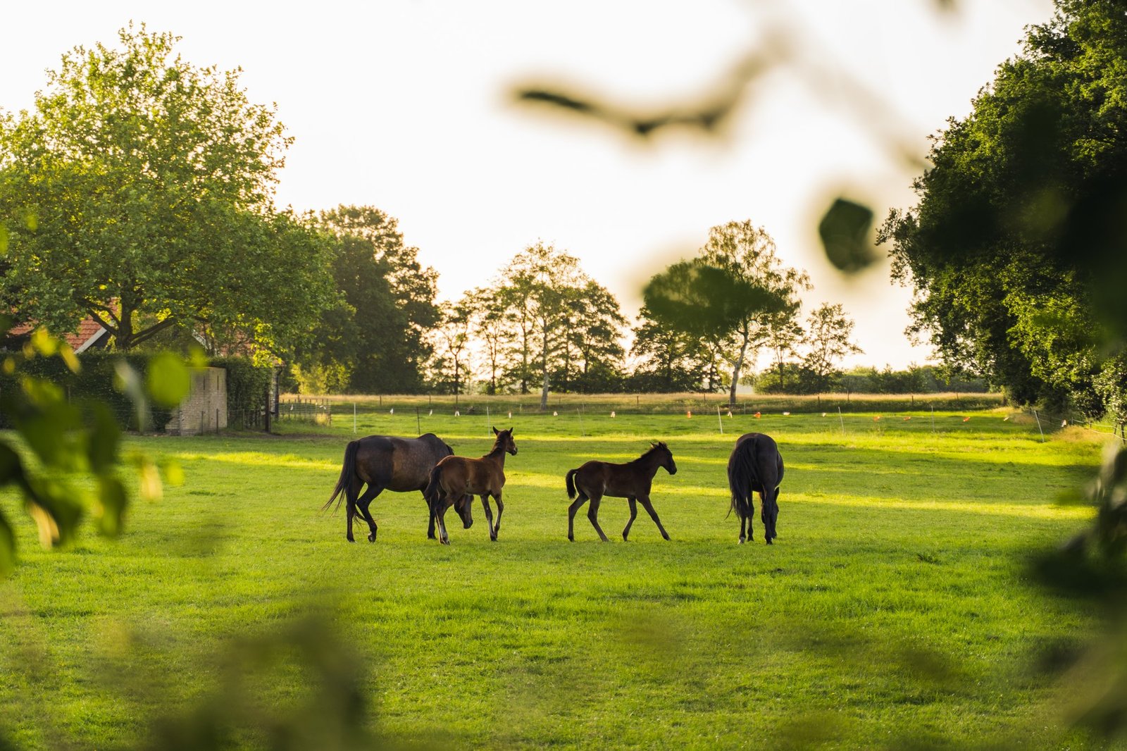 Paarden in het weiland bij B&B Smalle Ee in Friesland