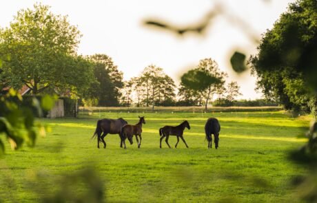 Paarden in de weilanden rondom het erf