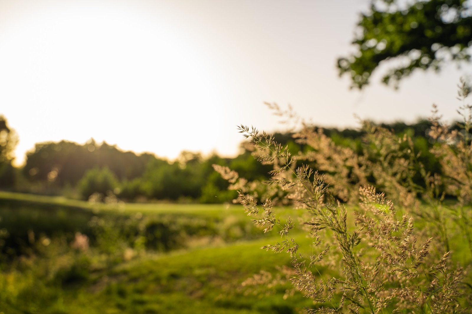 Friese weiland met bloemen in de avondzon